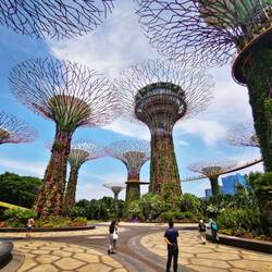 Die "Supertrees" im Garden by the Bay