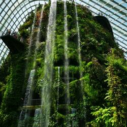 Im Cloud Forest