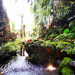 Im Cloud Forest