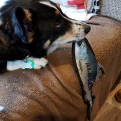 "But it is my chew toy"