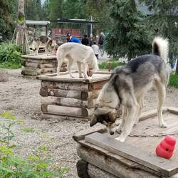 Feeding time with "kongs"