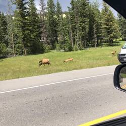 Erst nach Ausfahrt aus Jasper haben wir wilde Tiere gesehen (Elks)