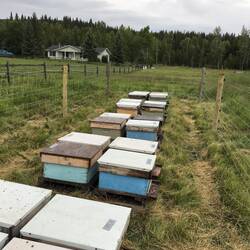 Phillips verstellte Ableger