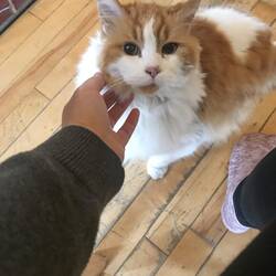 Schmusiger Alley Cat