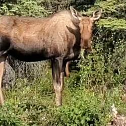 Momma Moose having lunch. Disney actor in a moose suit??