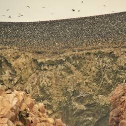 die schwarze 'pünkt' sind alles vögel. e kolonie vo 600'000 insgesamt...