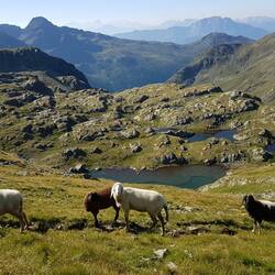 Die einsame Bergwelt teilt man sich höchstens mit ein paar Schafen