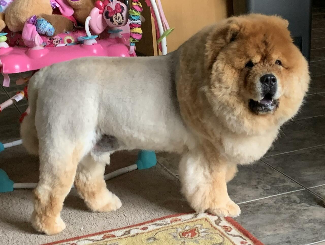 A lion or a dog?