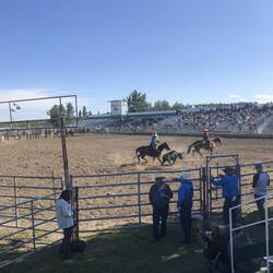 Doppelfangen von jungen Bullen