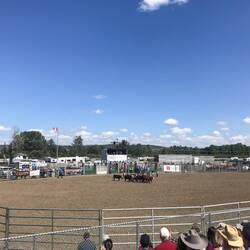Kinderhorde trifft Kälberherde. Kinder haben gewonnen.