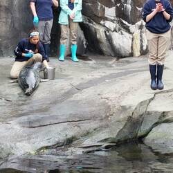 Seal feeding