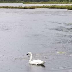 Tern lake
