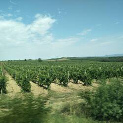 Vines as far as the eye can see