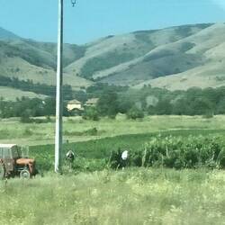 Tending the crops