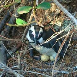 Ein Pinguin beim Brüten