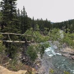 Horizontale Bäume 🤷🏼‍♀️