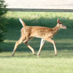 Besucher am morgen
