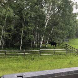 Auf dem Weg zum nächsten Bienenstand: Elchkuh mit Kalb