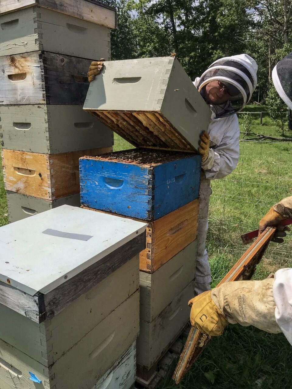 Phillip bei der Kontrolle und Aufsetzen neuer Honigräume