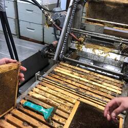 Im Schleuderraum: Wachskappen werden von einer Maschine entfernt, Nachkontrolle manuell