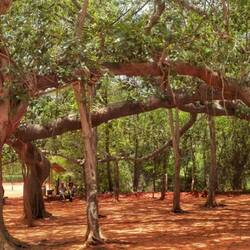 Der Beyan-Tree in “ganzer“ Breite
