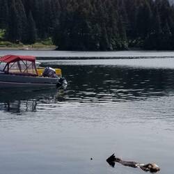 Local otter, fast asleep!