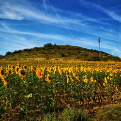 Raus aus Pamplona und rein in die Sonnenblumenfelder