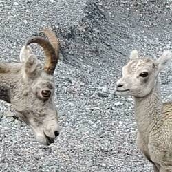 Stone Sheep