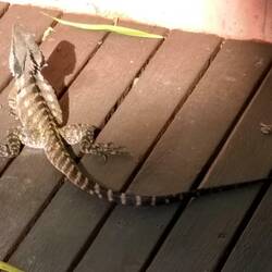 Water dragon sunning himself