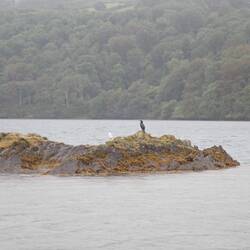 Shag or Great Cormorant