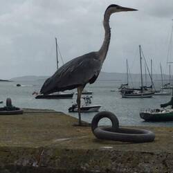 Heron at Schull. Taken by Angela