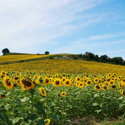 Sonnenblumen so weit das Auge reicht