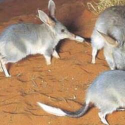 Bilby