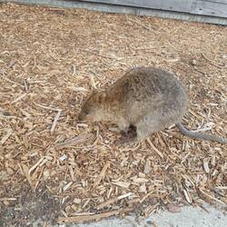 Quokka on Rottnest Island