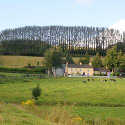 Looking back at the cottage