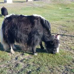 Yaks at the border