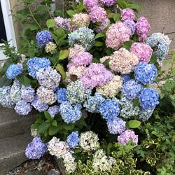 Beautiful Hydrangea