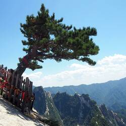 Hier wachsen Pinien direkt am Fels