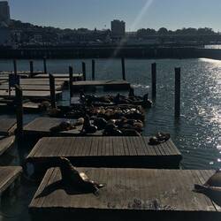 Seals