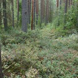 Der Romboleden ist nicht so gut in Schuss