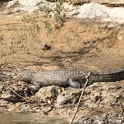 Crocodile on the Daintree River