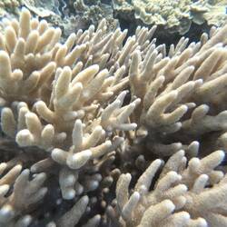 Coral at Lizard Island