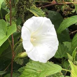 I know it's a weed but it's still beautiful