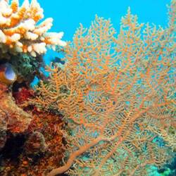 Sea fan