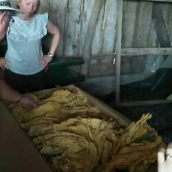 Dried tobacco ready to pack