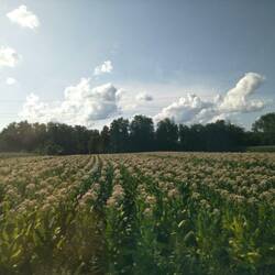Tobacco in flower