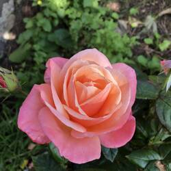 Rose garden in Lindisfarne