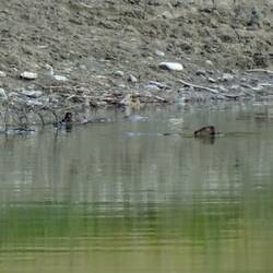 Justin Beaver!! 💚💚💚