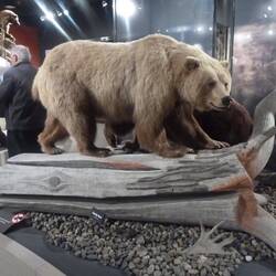 Grizzly Bear (Brown)