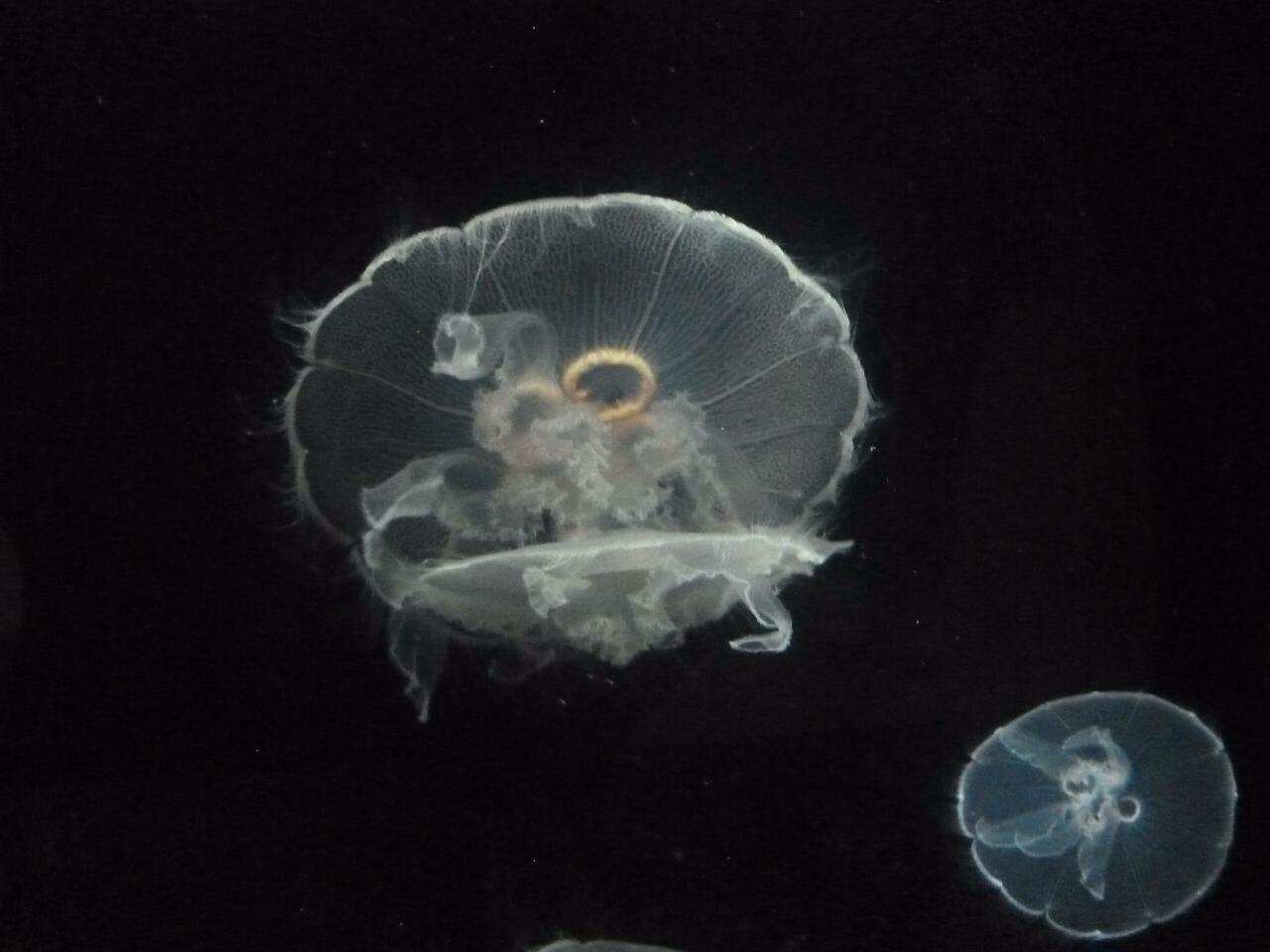 Alaskan Jellyfish